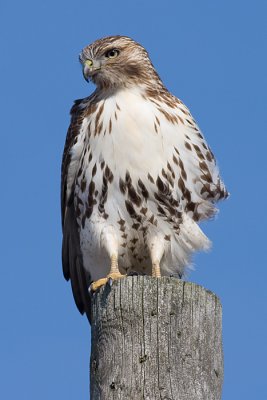 red-tailed hawk 153