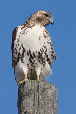 red-tailed hawk 154