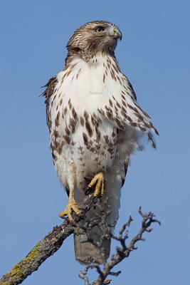 red-tailed hawk 155