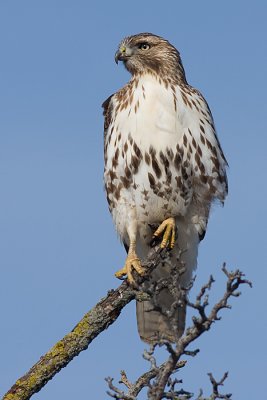 red-tailed hawk 156