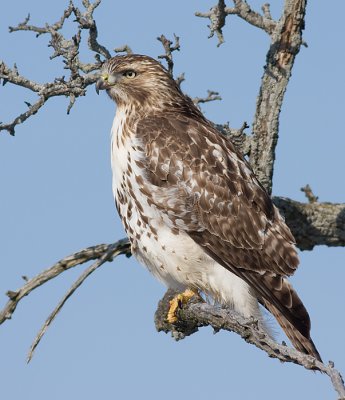 red-tailed hawk 157