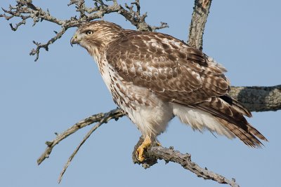 red-tailed hawk 158
