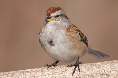 american tree sparrow 90