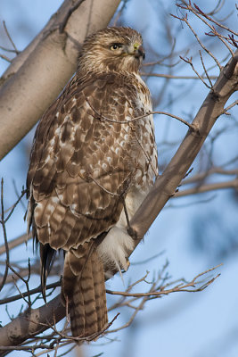 red-tailed hawk 159