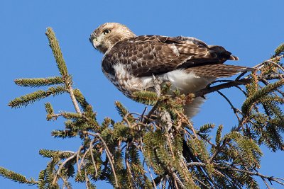 red-tailed hawk 161