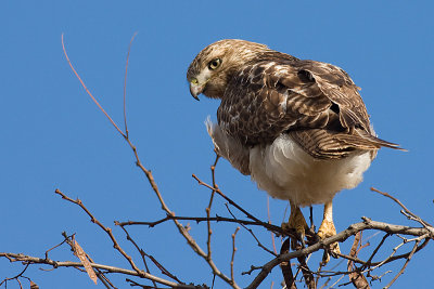 red-tailed hawk 163