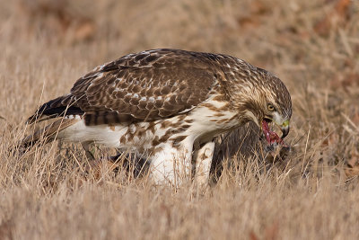 red-tailed hawk 164