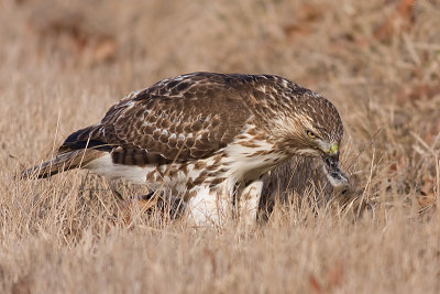 red-tailed hawk 165