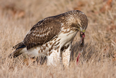 red-tailed hawk 166
