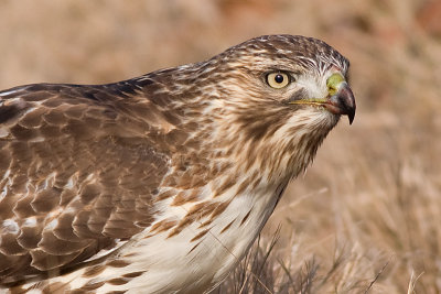 red-tailed hawk 168