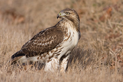 red-tailed hawk 169