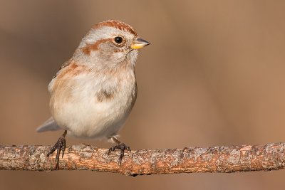 american tree sparrow 91