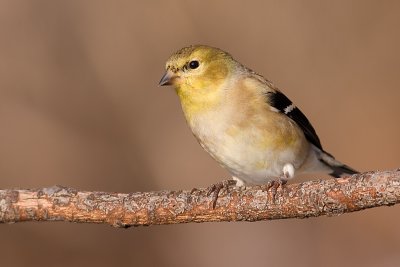 goldfinch 45
