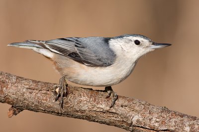 white-breasted nuthatch 243