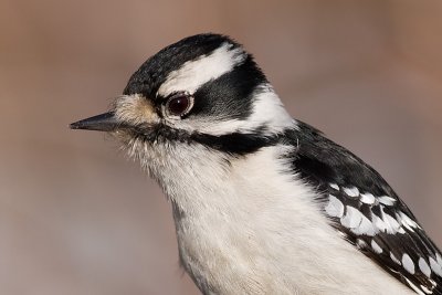 downy woodpecker 321