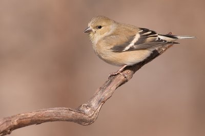 goldfinch 46