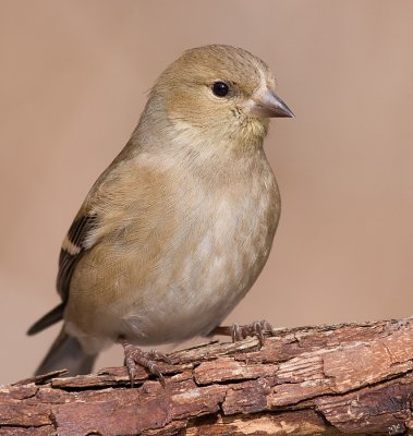 goldfinch 48