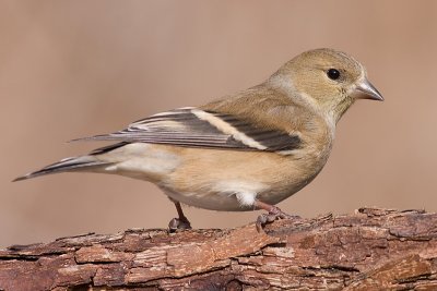 goldfinch 49