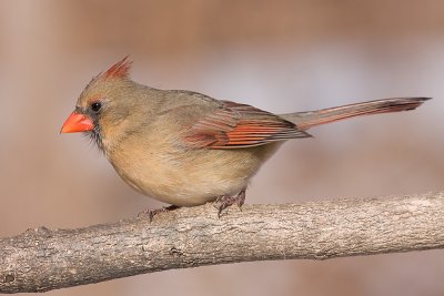 cardinal 302