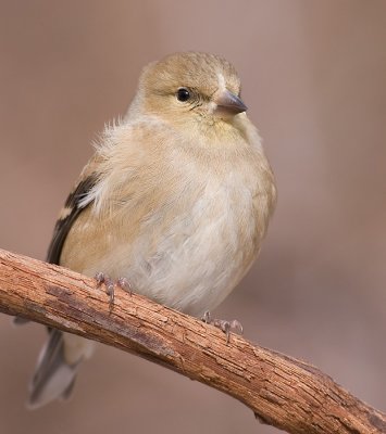 goldfinch 50