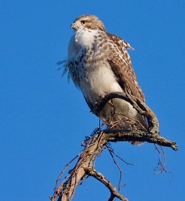 red-tailed hawk 171
