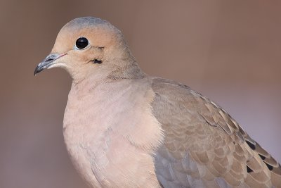 mourning dove 56
