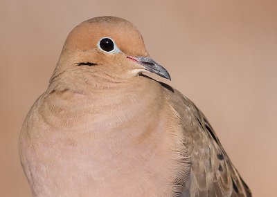 mourning dove 57