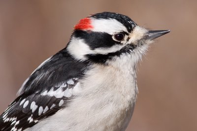 downy woodpecker 324