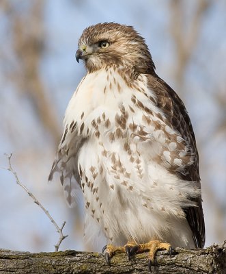 red-tailed hawk 172