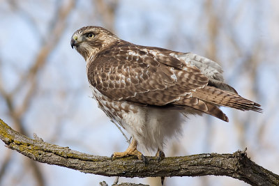 red-tailed hawk 173