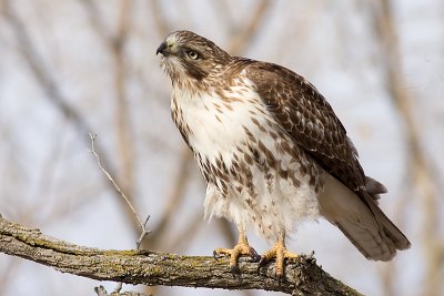 red-tailed hawk 174