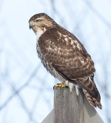 red-tailed hawk 175