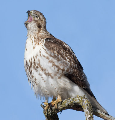 red-tailed hawk 176