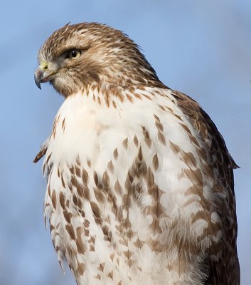 red-tailed hawk 177