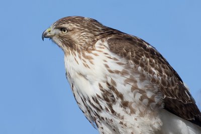 red-tailed hawk 178