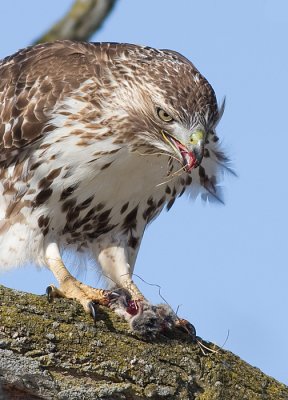 red-tailed hawk 179