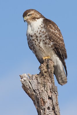 red-tailed hawk 182