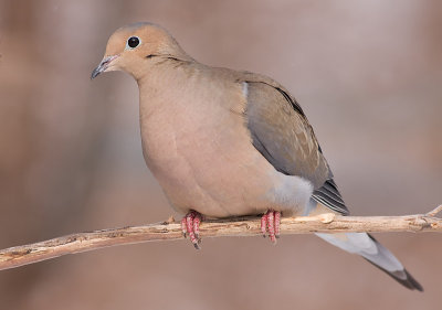 mourning dove 58