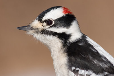 downy woodpecker 328