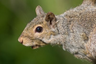 squirrel 20