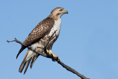 red-tailed hawk 183