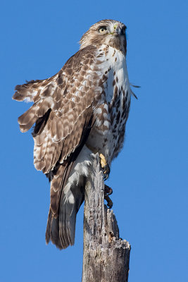 red-tailed hawk 184