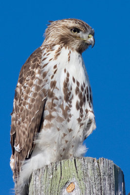 red-tailed hawk 185
