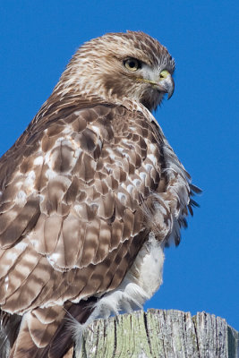 red-tailed hawk 186