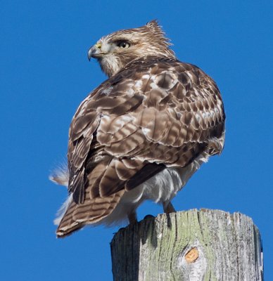 red-tailed hawk 187.