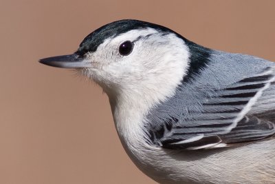 white-breasted nuthatch 24