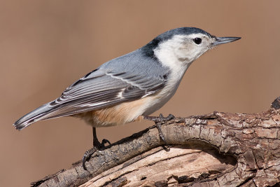 white-breasted nuthatch 245