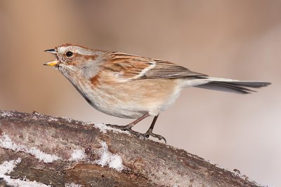 american tree sparrow 92