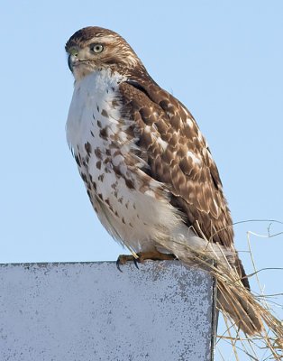 red-tailed hawk 188