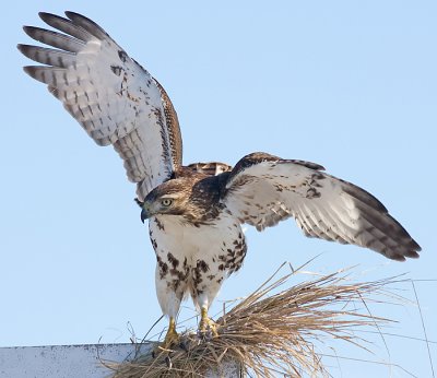 red-tailed hawk 189